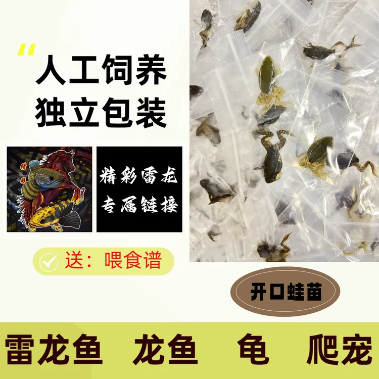 精彩（非活体）开口稻田蛙苗 人工饲养 雷龙鱼 龙鱼 龟 零食 冷冻