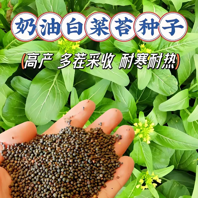 【奶油白菜苔种子】家庭阳台小院四季种植盆栽地栽