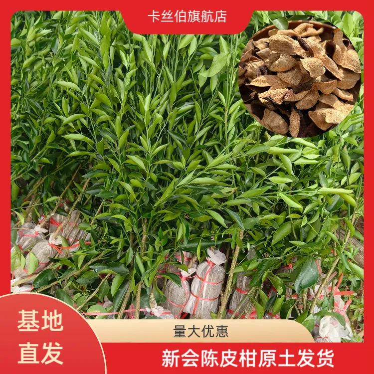 新会陈皮柑果树苗 茶枝 小青干桔子 制普洱茶 正宗对版嫁接果树苗