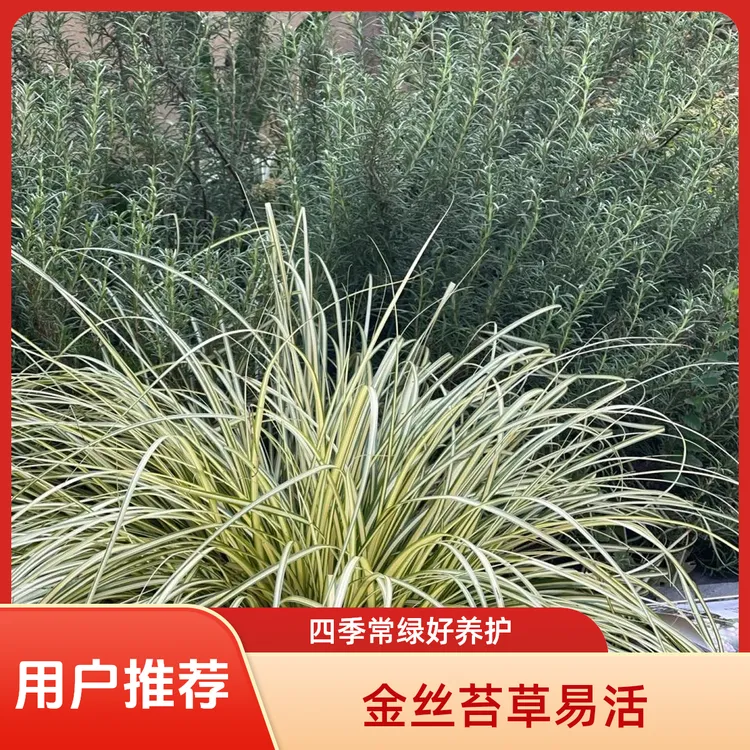 金丝苔草多年生四季常绿可垂吊耐热耐寒室内室外易养护草本植物