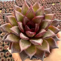 10#玄巧多肉植物  前男友精品多肉 SM0835