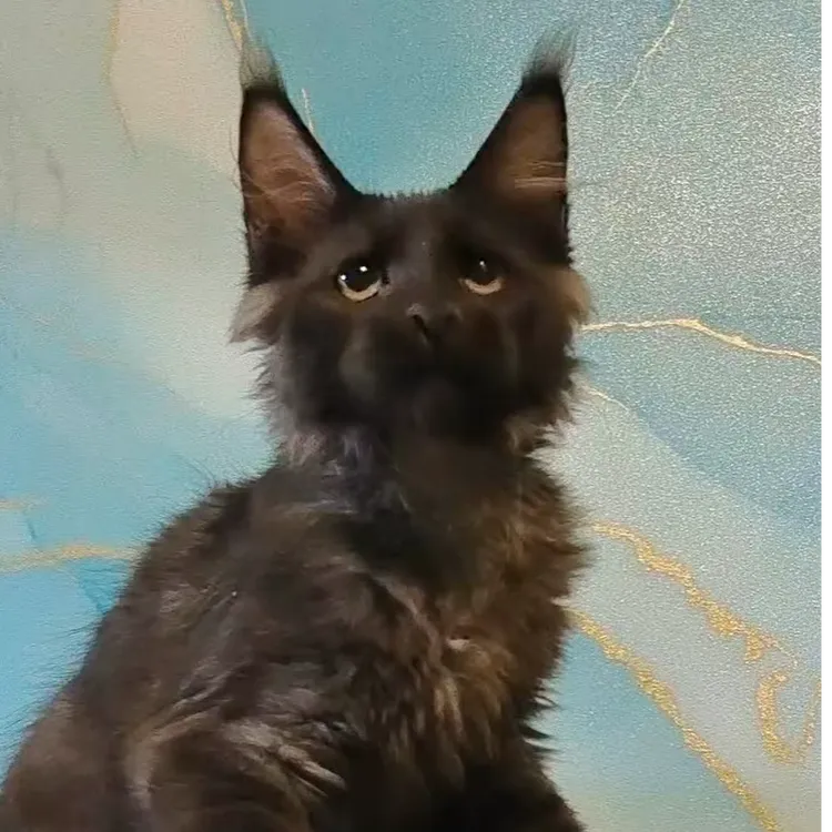 缅因活体猫咪链接