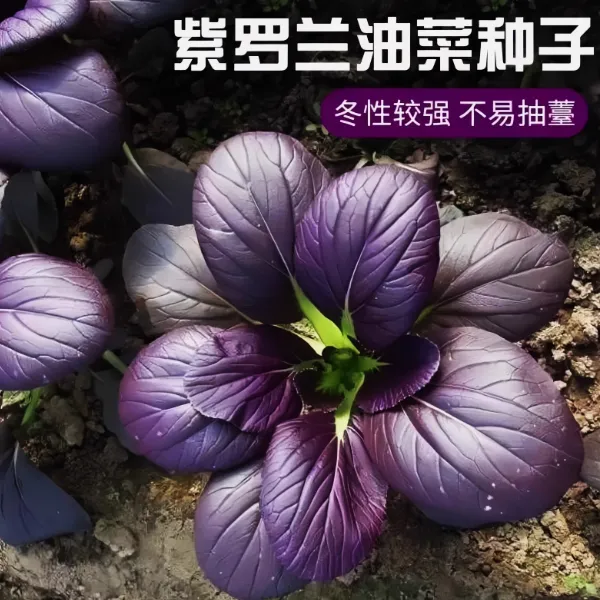 紫罗兰油菜种子紫贵妃上海青紫玉油菜籽耐热四季庭院播种蔬菜种籽