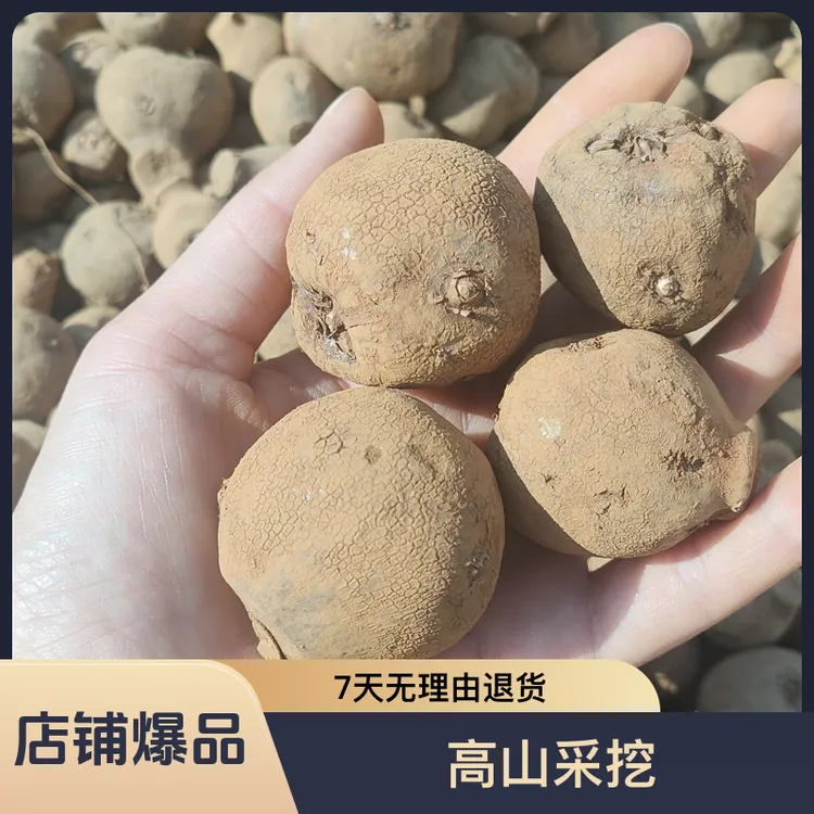 云南批发精选高产青杆花水魔芋种抗病强云南魔芋种子