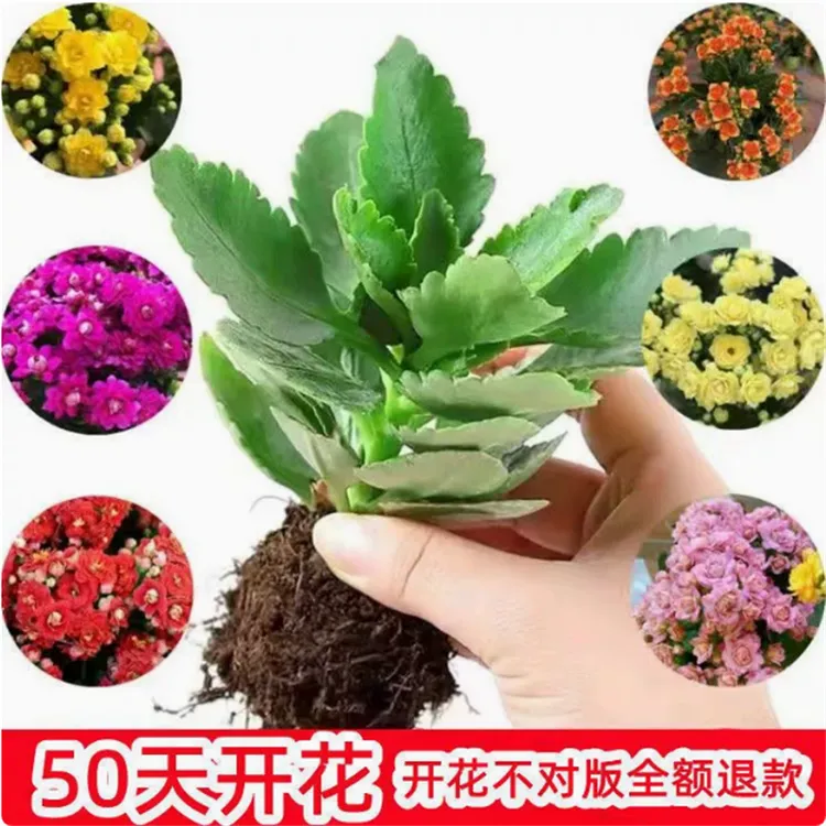 长寿花带花重瓣大花小苗盆栽大花金狐狸长寿花苗绿植四季开花绿植