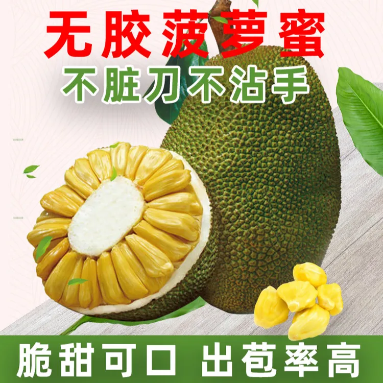 大姑妈（精选）无胶菠萝蜜，果肉厚实，香甜无丝，精选果品