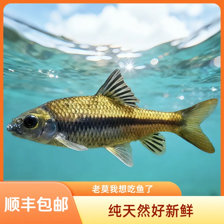 农村溪流石斑鱼小河鱼无污染流域净膛鲜活冰鲜发货味道鲜美包邮