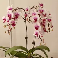 贵族品种 3-5花剑【阿诗玛】爆苗蝴蝶兰花期7个月