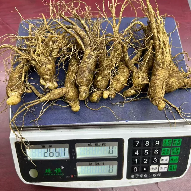 半斤10根左右的长白山新鲜人参适合煲汤泡酒参农直发经济实惠