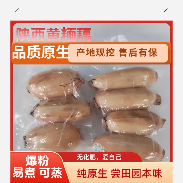 【原生无化肥】陕西黄糆藕无化肥原生态一口香小粉藕非洪湖煲汤莲藕