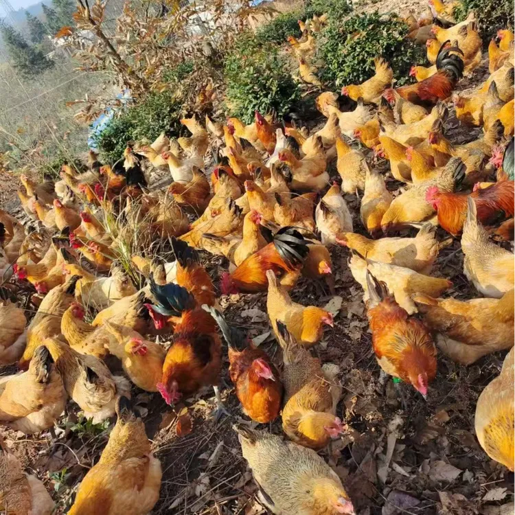 大别山金寨散养老公鸡肉质紧实鲜美 真空包装