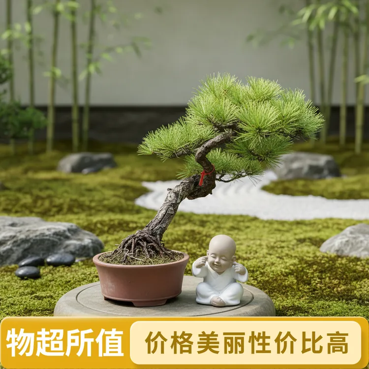 老桩黑松多年培育蟠曲造型古雅山采日式庭院别墅高端艺术盆景耐养