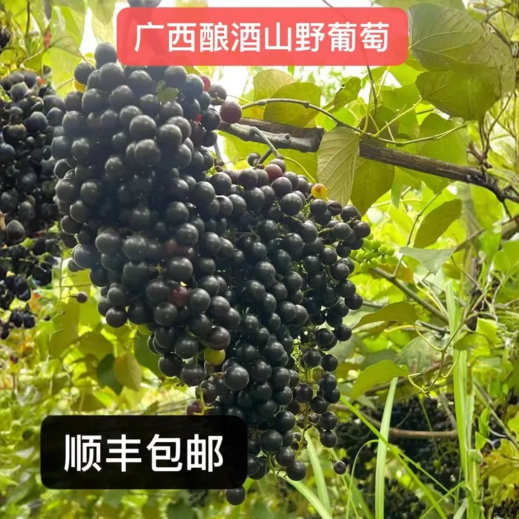 正宗广西罗城山野酿酒毛葡萄新鲜采摘顺丰包邮