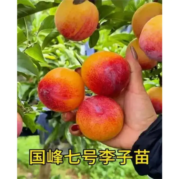 嫁接国峰7号李子树苗抗寒抗旱贵州四川南北方种植盆栽地栽