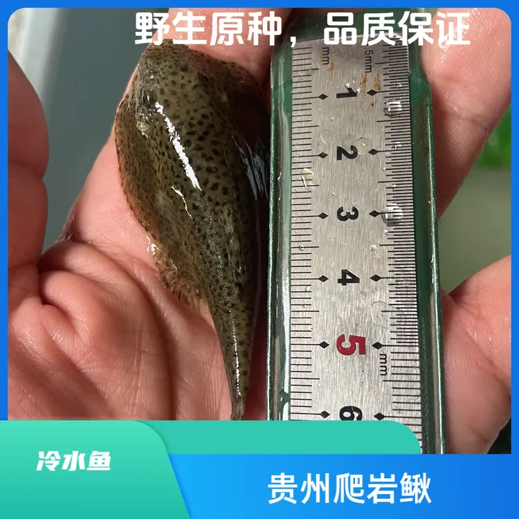 贵州吸鳅爬岩鳅琵琶鱼清洁鱼清道夫双吸盘工擦玻璃鱼青苔鱼小提琴