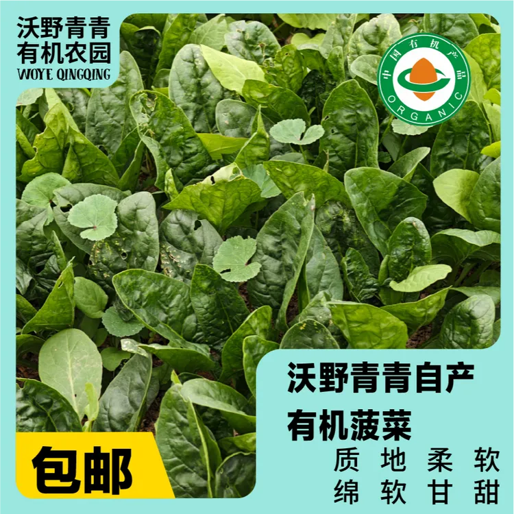 沃野青青有机露天菠菜 有机方式种植 顺丰包邮 带点虫眼介意慎拍