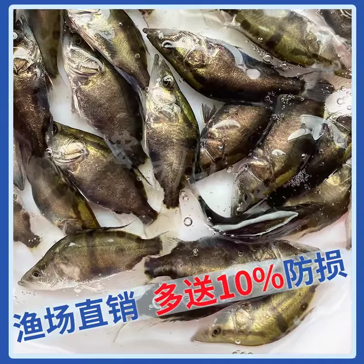 正宗桂花鱼苗淡水养殖凶猛肉食性鳜鱼苗活体山塘水库鱼塘养殖桂鱼