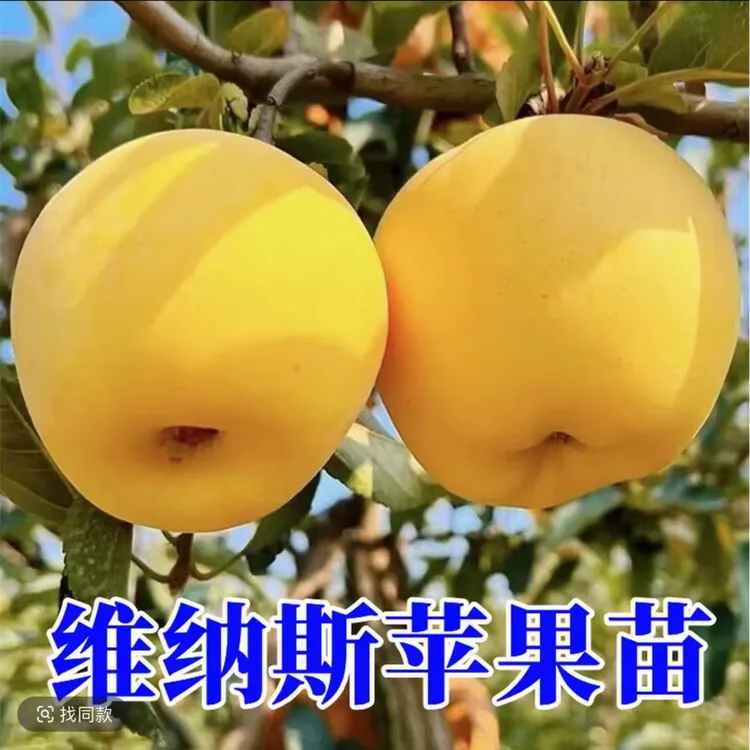 维纳斯黄金苹果树苗盆栽南北方种庭院地栽矮化嫁接苹果苗当年结果