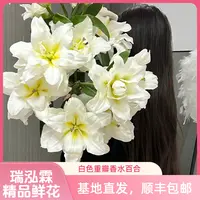 A AA级（暴风雪）白色重瓣百合东北鲜花原产地直发鲜花顺丰包邮