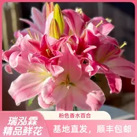 A级（圆舞曲/星光）浓香型粉色香水百合 东北鲜花基地直发鲜切花