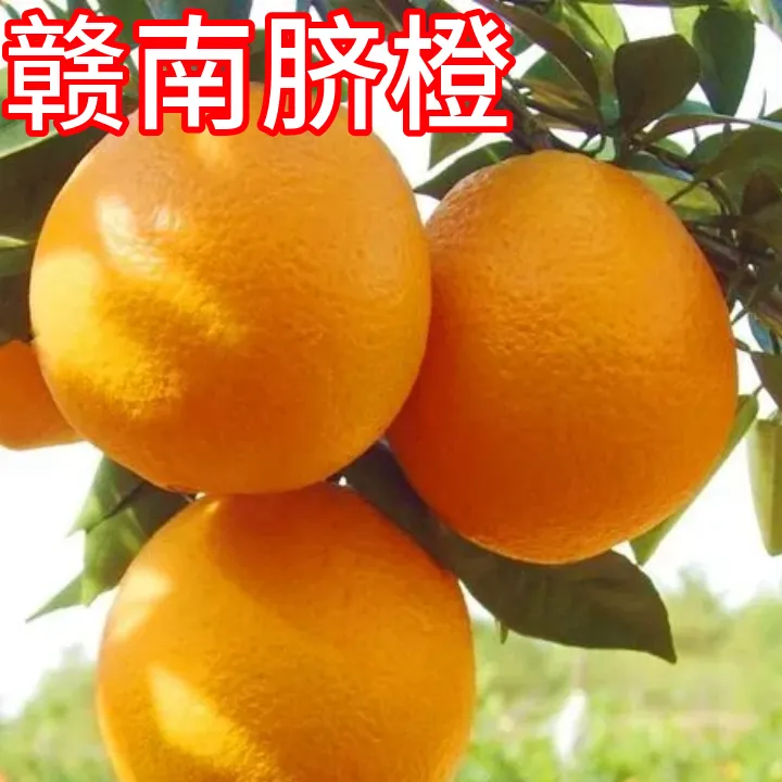 赣南脐橙树苗南北方庭院特大橙子树苗盆栽嫁接苗甜橙子苗当年结果