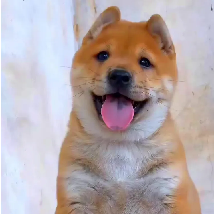 广西中华田园犬萌宠