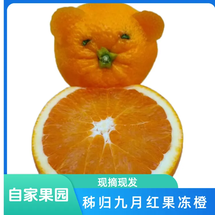 秭归新鲜无核九月红果冻橙自家果园绿色橙子三峡特产鲜嫩多汁橙子