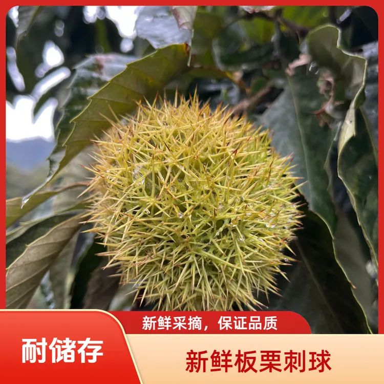 新鲜带刺壳板栗现摘现发口感清新爽口老树刺球1斤3斤5斤包邮