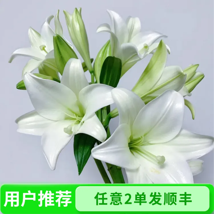 三头白色铁炮香水百合--任意两单顺丰包邮