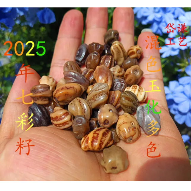 龙骨龙脊菩提混色七彩籽 也有玉化籽 按斤称原生态diy文玩 无孔