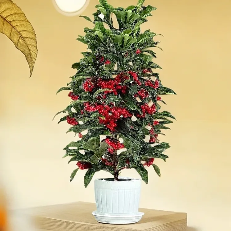 富贵籽年宵花观果盆景盆栽室内植物北美冬青金玉满堂盆栽植物室内