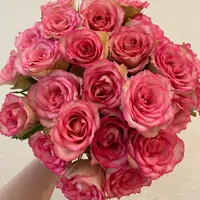 宜然园艺梦露1.5加仑灌木花苗欧洲月季多季节重复开花
