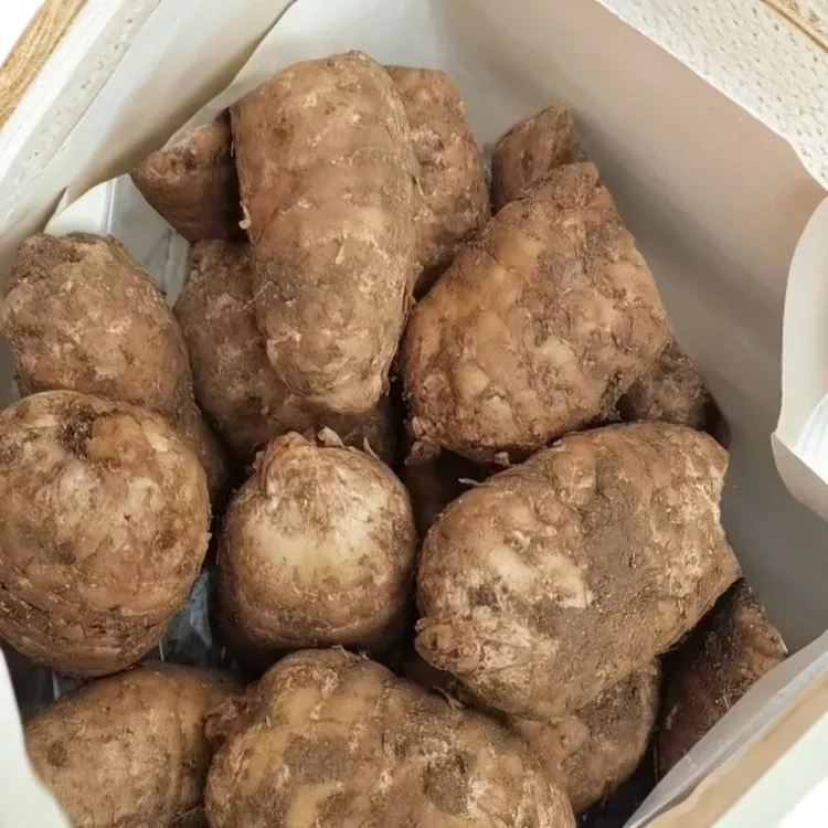 云南昭通镇雄新鲜乌天麻带泥现挖可煲汤泡酒天麻正宗仿野生