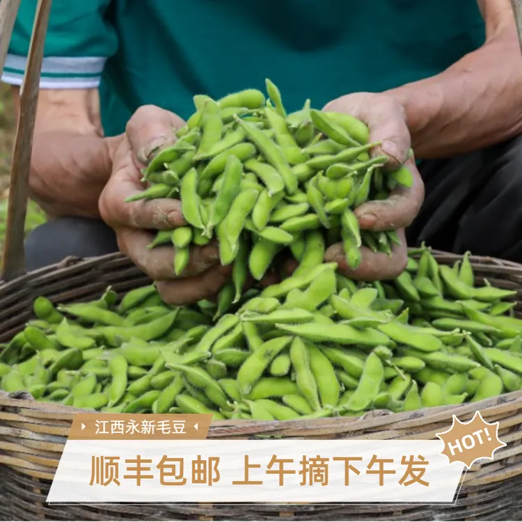 【顺丰包邮】江西永新毛豆不饱满扁毛豆八成熟摘下农家菜乡巴佬