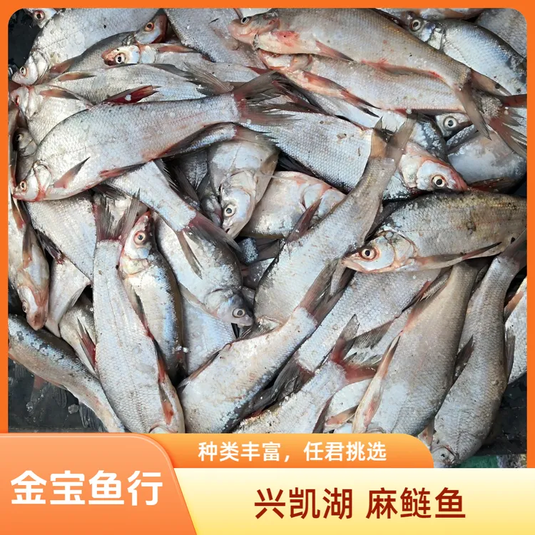 兴凯湖 大麻鲢鱼
