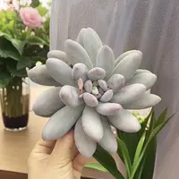 香水【2】颗起脱土发 (满9.99包邮)吹吹多肉星花怒放