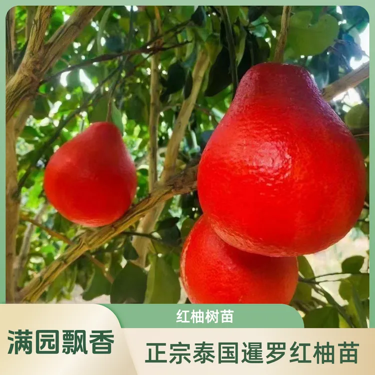 【香水红柚】稀有品种泰国暹罗红柚树苗南北方四季种植