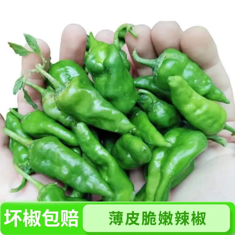 农家自种辣椒土辣椒正宗余干辣椒新鲜特辣薄皮青椒爆辣非小米辣