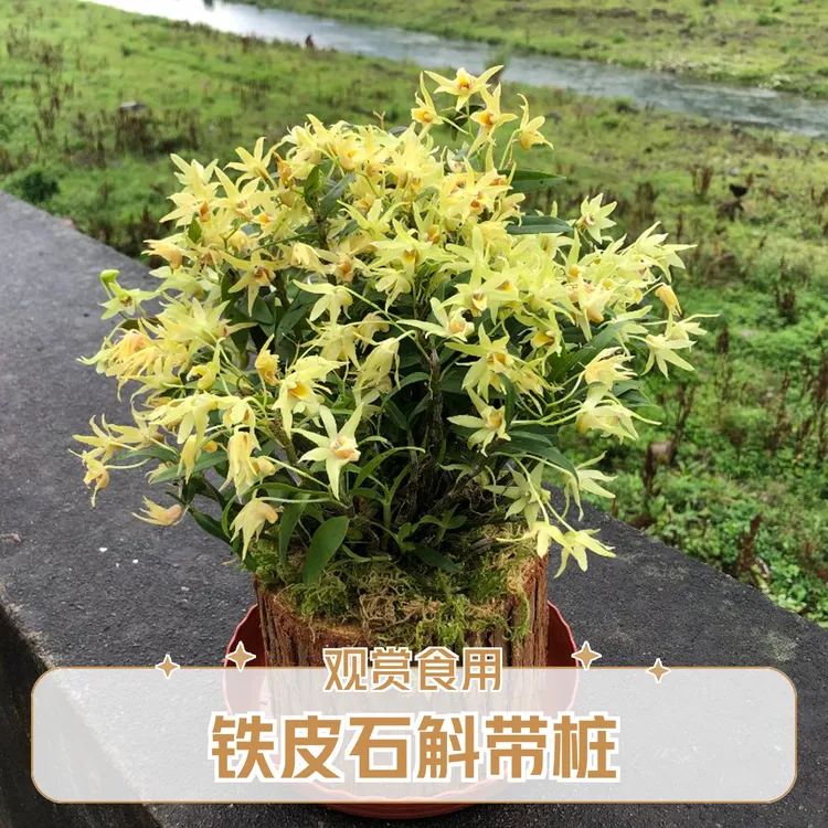 铁皮石斛带木桩苗可观赏边养边吃的绿植盆栽