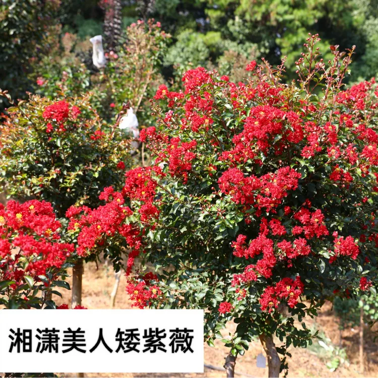 【京东快递】国内外新品种潇湘美人紫薇花【授权鲁龙园艺独家销售】