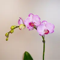悠花里蝴蝶兰【水蜜桃】微瑕（3.0寸）带花带花苞开花株发货