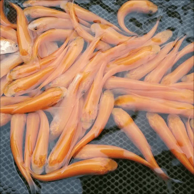 金丝草鱼常温淡水鱼各地适宜可食用可观赏鱼