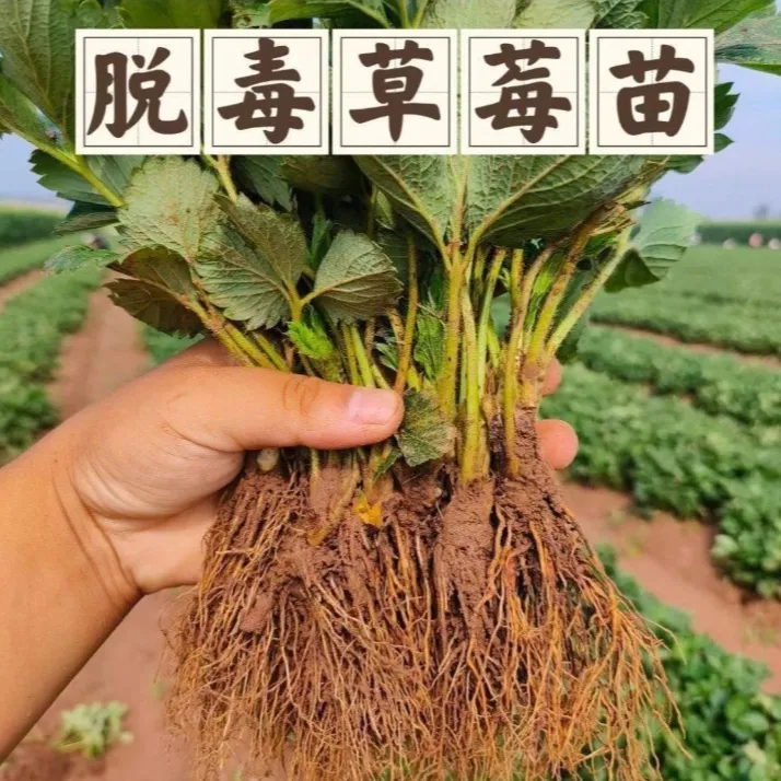 奶油草莓苗盆栽地栽当年结果可阳台室内外四季草莓多年生种植商品图