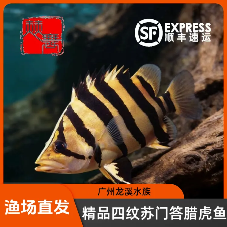 赫舞甄选 精品印尼虎四纹苏门答腊虎三纹虎球虎热带中大型淡水鱼