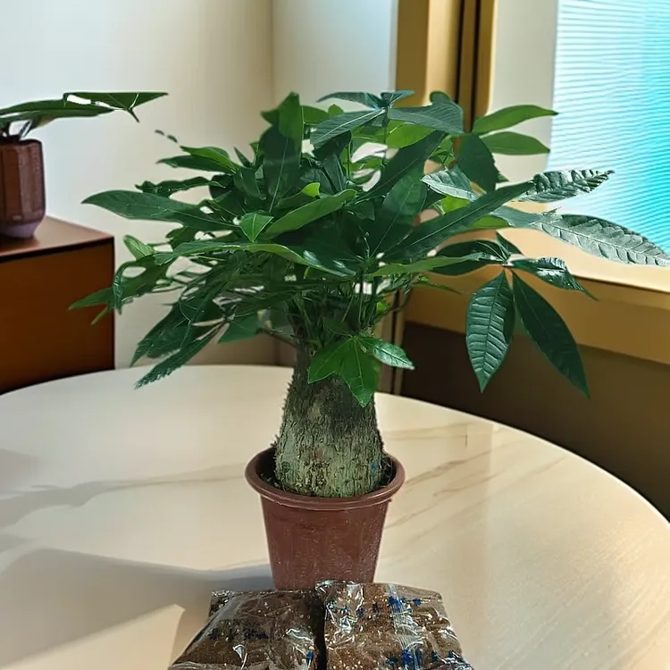 5年老桩发财树室内粗壮绿植批发客厅发财树盆栽绿植盆栽大棵室内