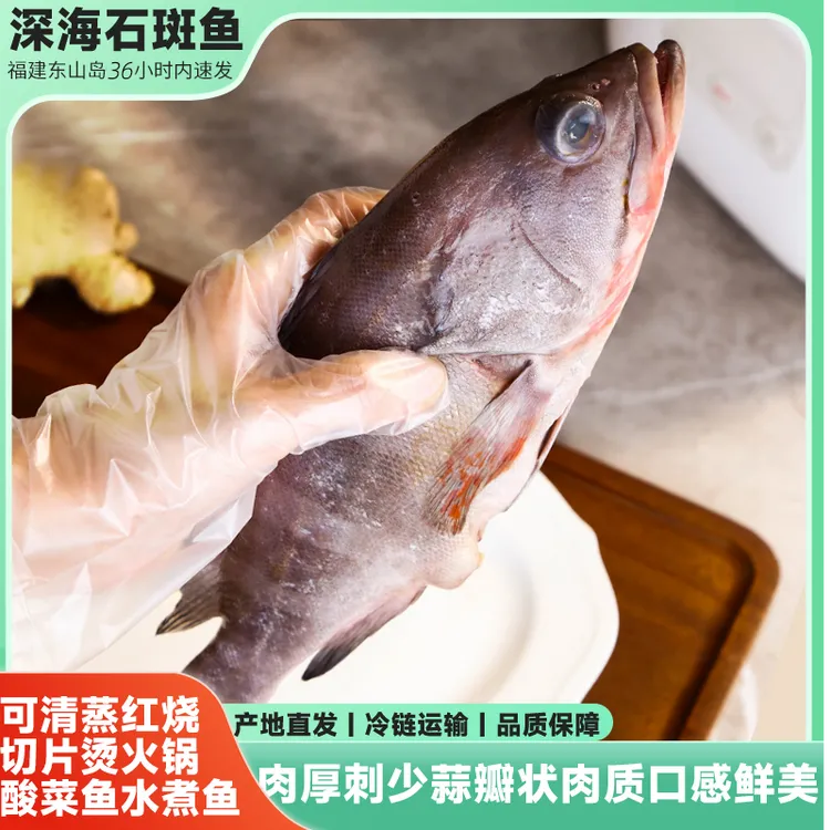 深海海捕石斑鱼 速冻发货 福建东山岛直发肉厚刺少不腥不柴深海鱼