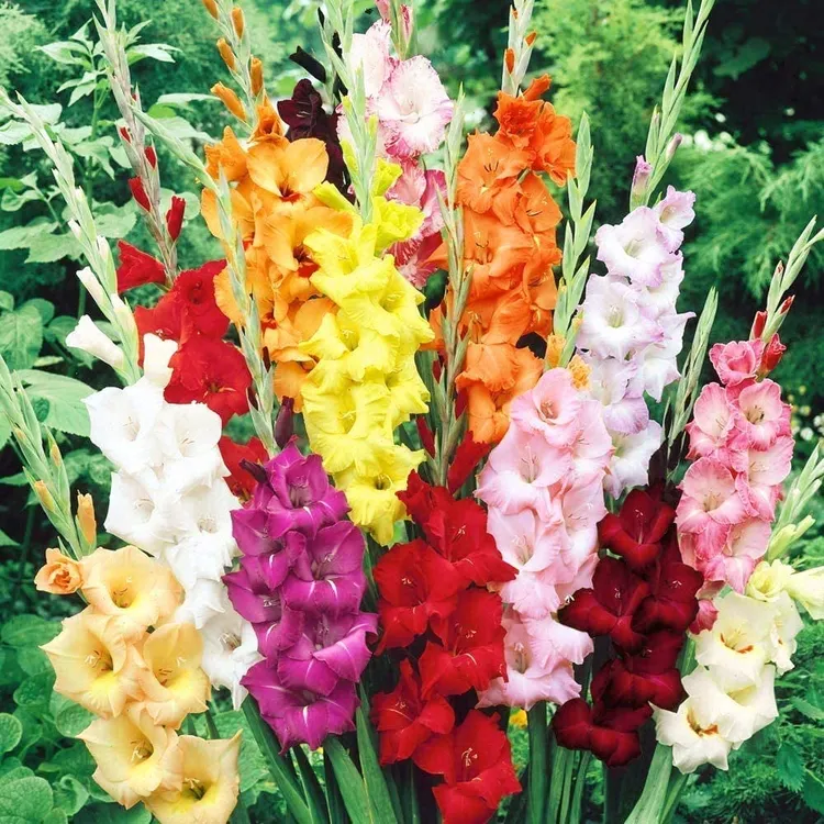 【雪雪家花园专属】剑兰唐菖蒲种球 多年生盆栽地栽 花园花境花海