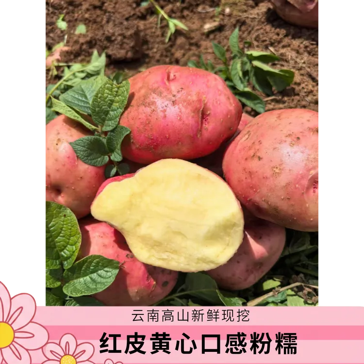 云南红皮黄心土豆新鲜现挖高山种植粉面糯香蔬菜正宗黄心土豆