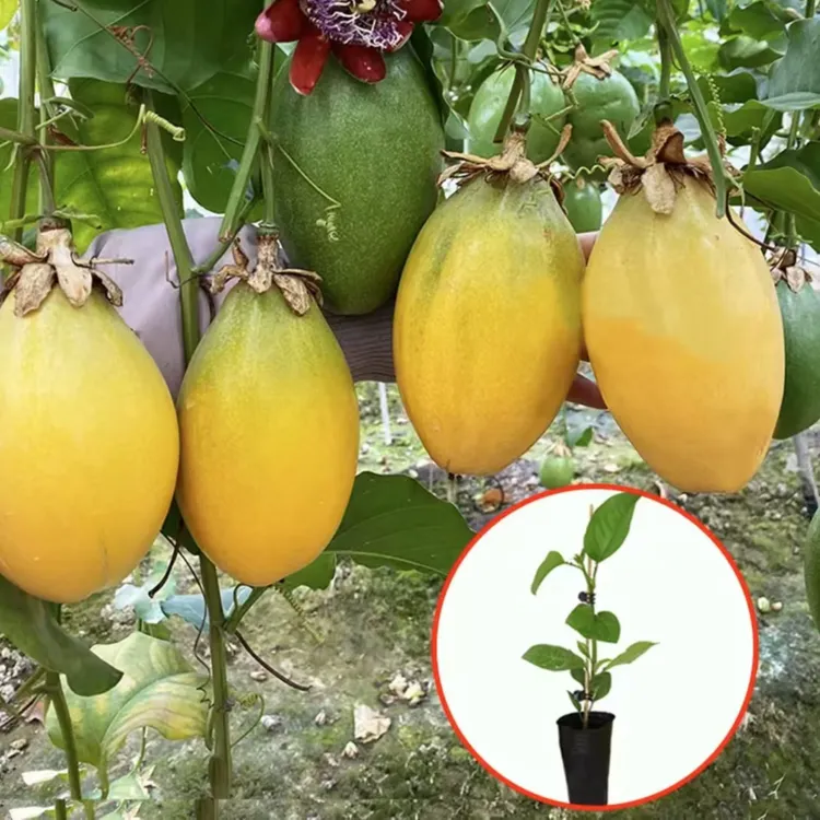 【黄金百香果苗】基地直发 好养易活 盆栽地栽阳台庭院种植果树苗