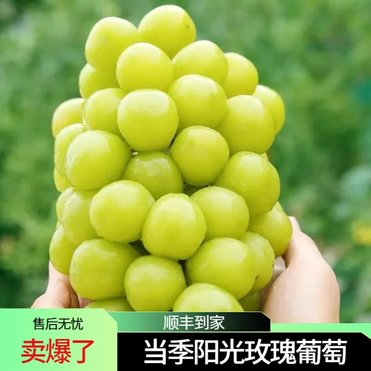 正宗阳光玫瑰无籽葡萄新鲜采摘脆甜多汁当季水果